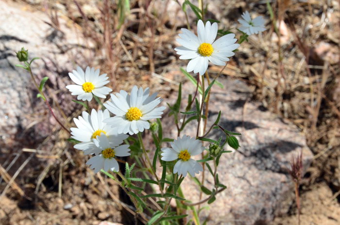 Whitedaisy Tidytips bloom from February or March to June or July with sufficient rainfall. They prefer elevations up to 5,000 feet (1,524 m) or more - 7,500 feet, (2,286 m). Layia glandulosa